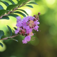 Lagerstroemia indica L.